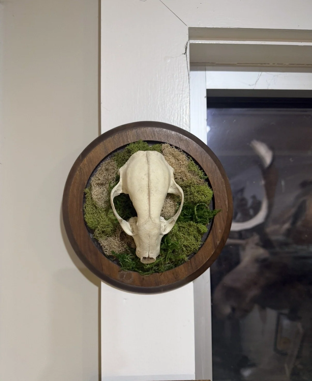 Raccoon Skull on Moss Bed