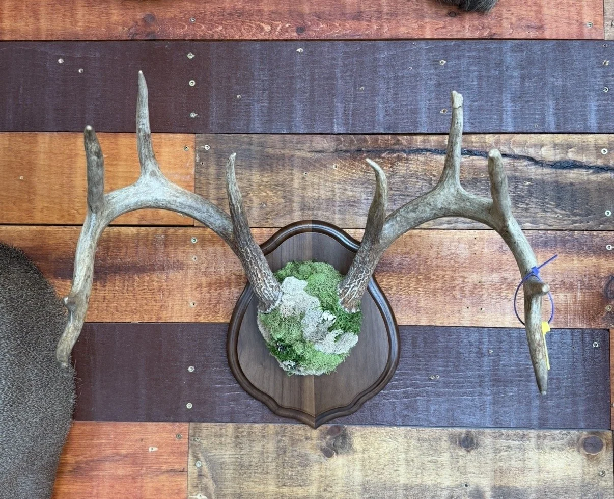 Moss Antlers