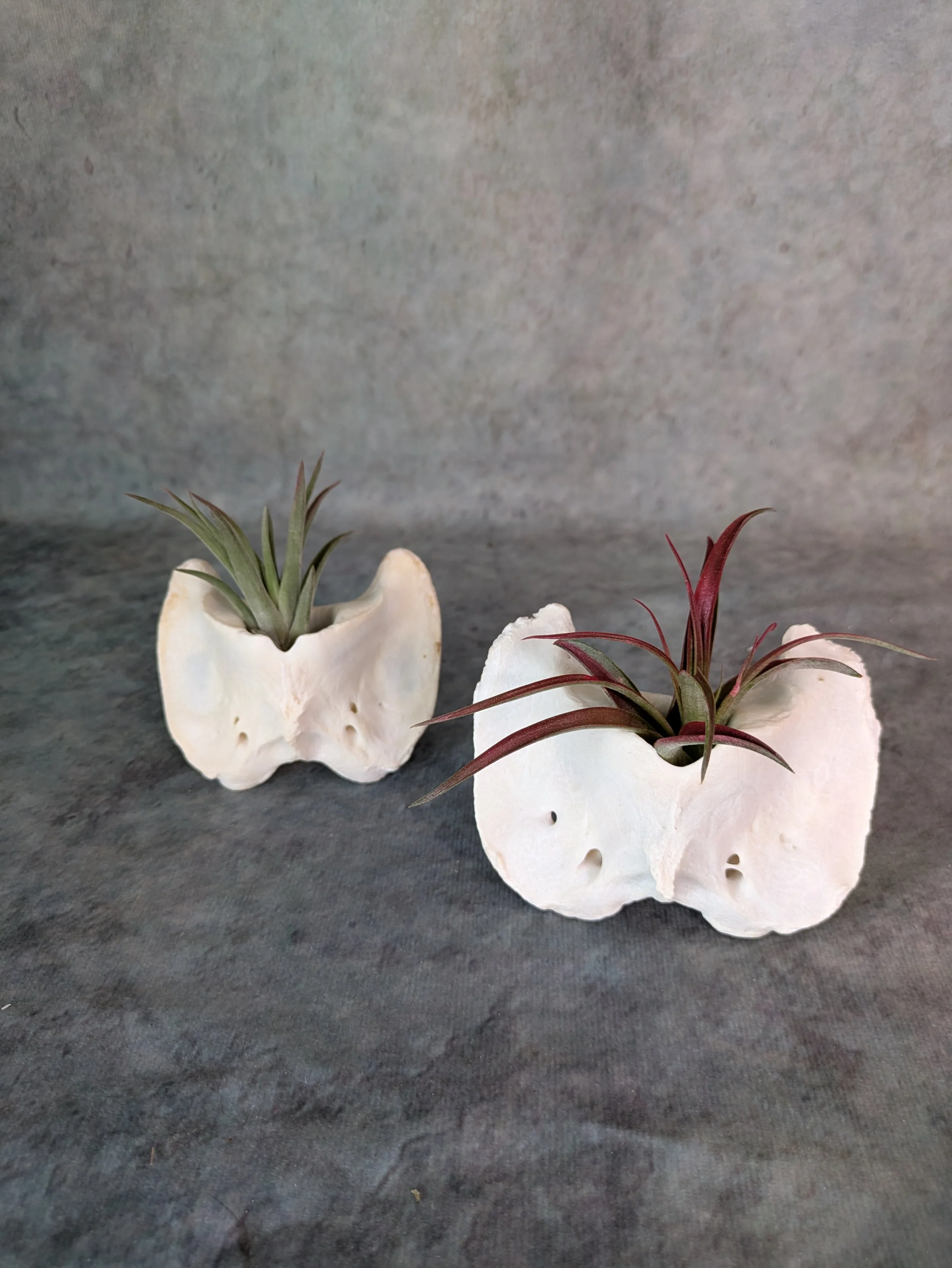 Air Plant Deer Atlas