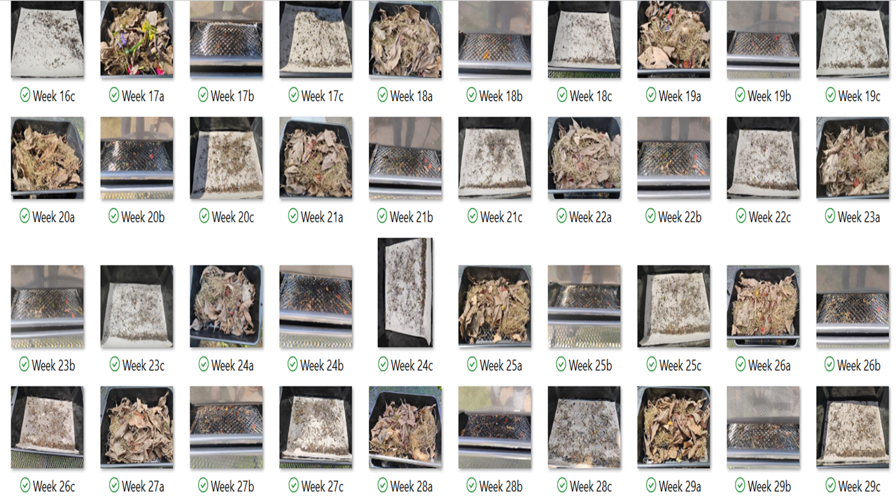 Sequence of images showing compost or organic material in a black tray, progressing through different weeks from week 16 to week 29 with varying levels of decomposition and material condition.