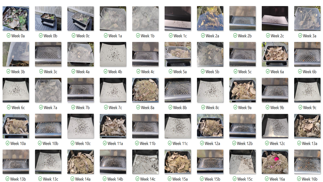A collection of weekly progress photos showing the growth and development of plants or seedlings over 16 weeks, from week 0 to week 16, in trays and containers.