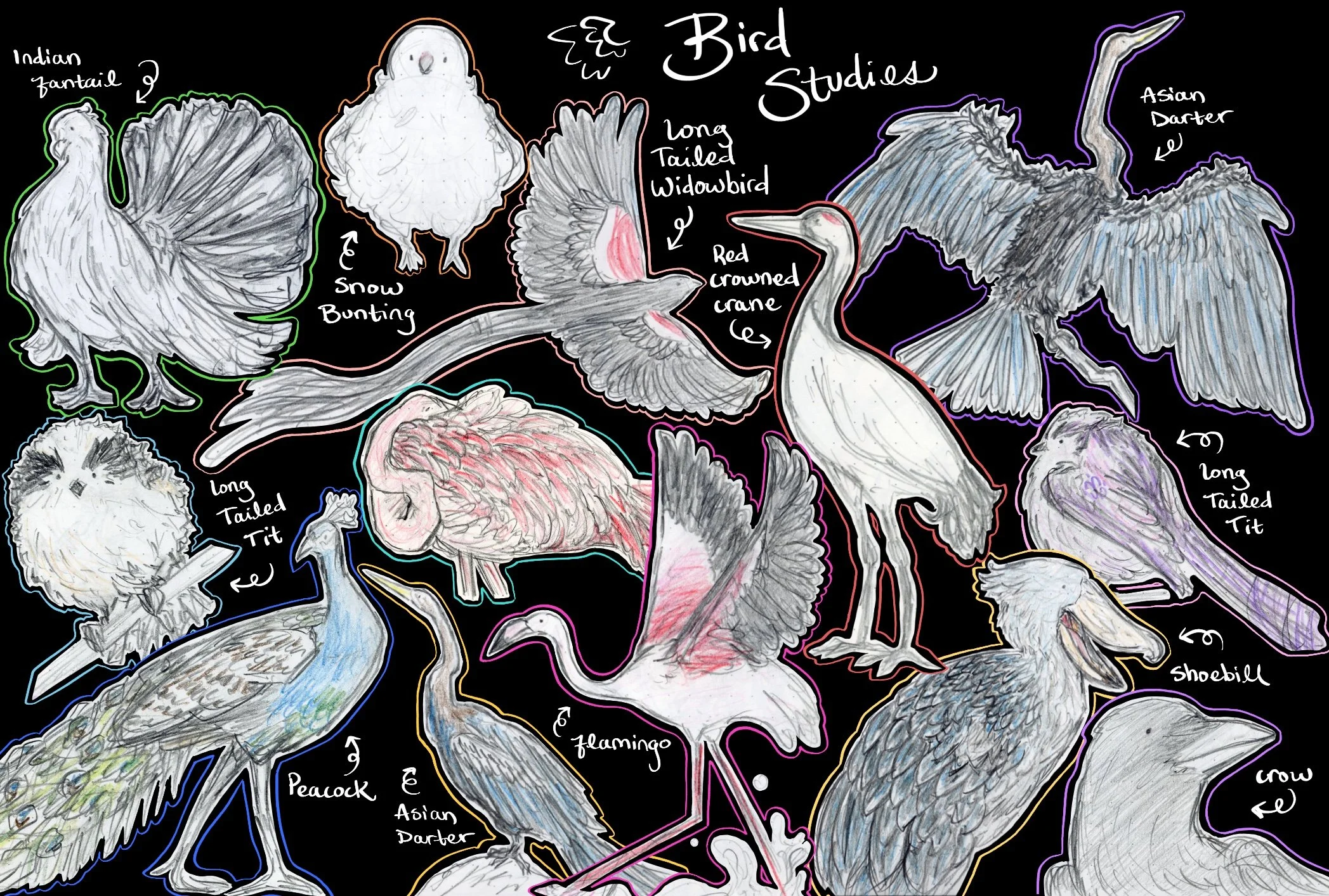 Birds.jpg