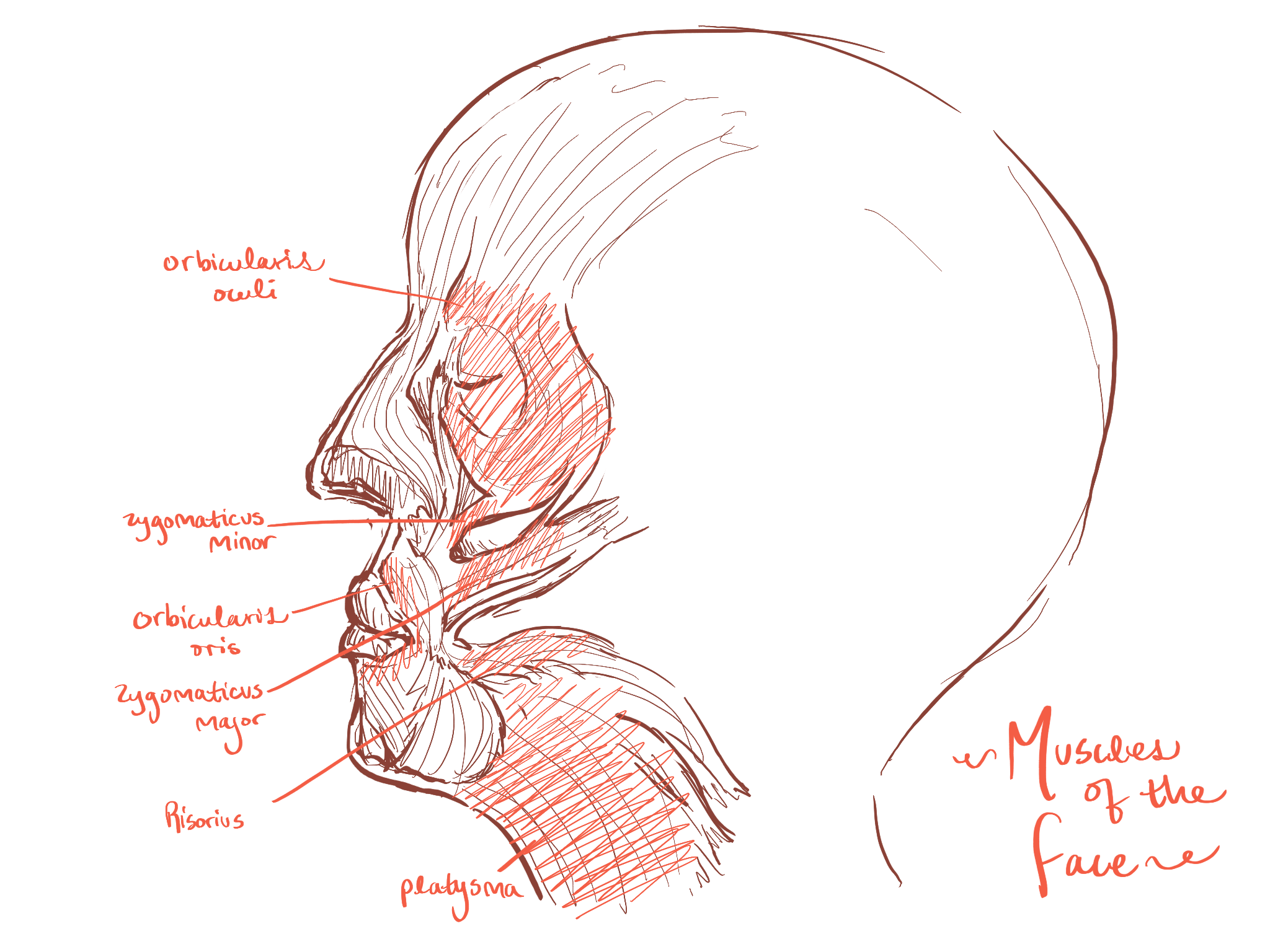 Muscles of face.PNG