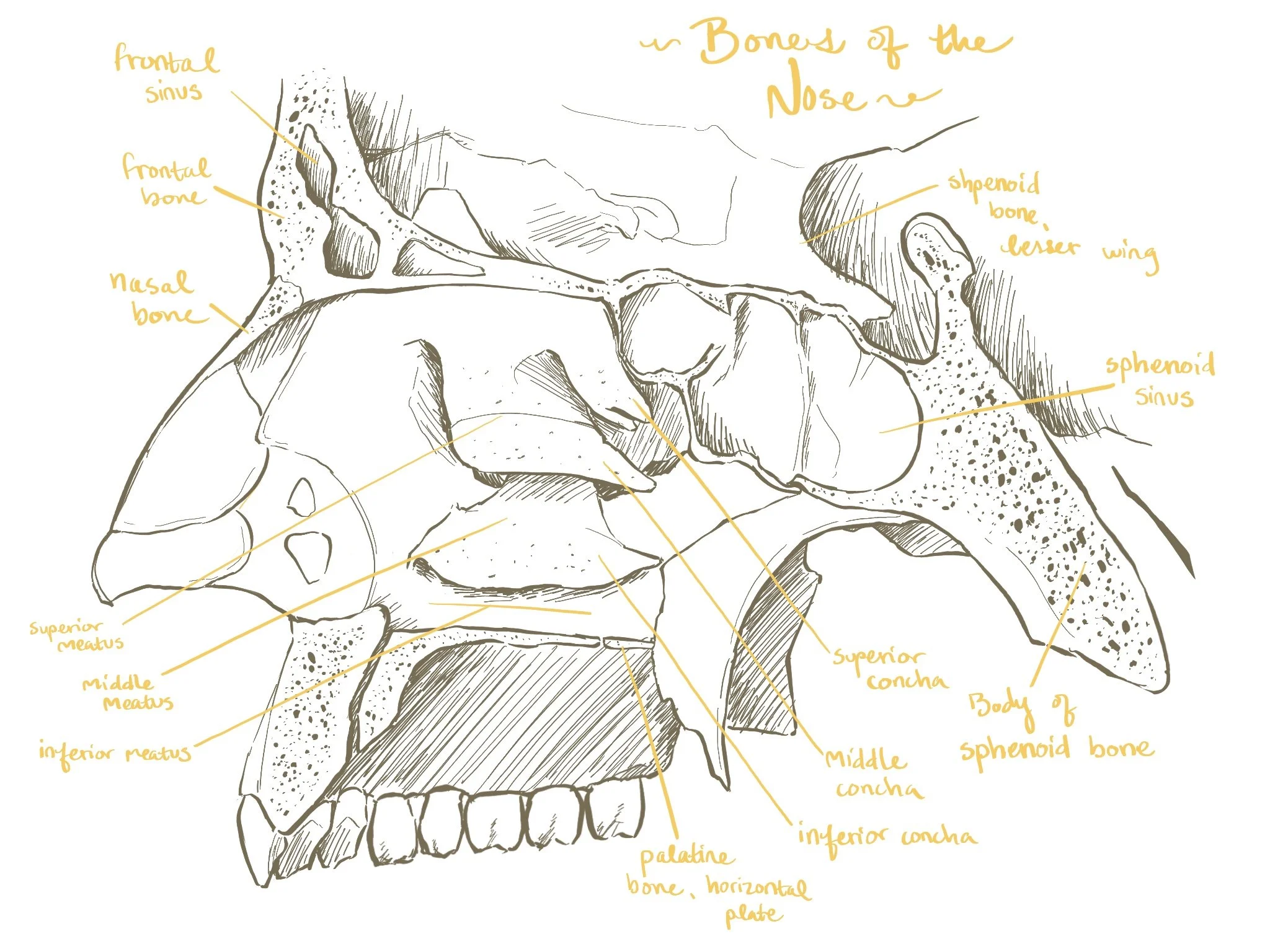 Bones of nose.JPG