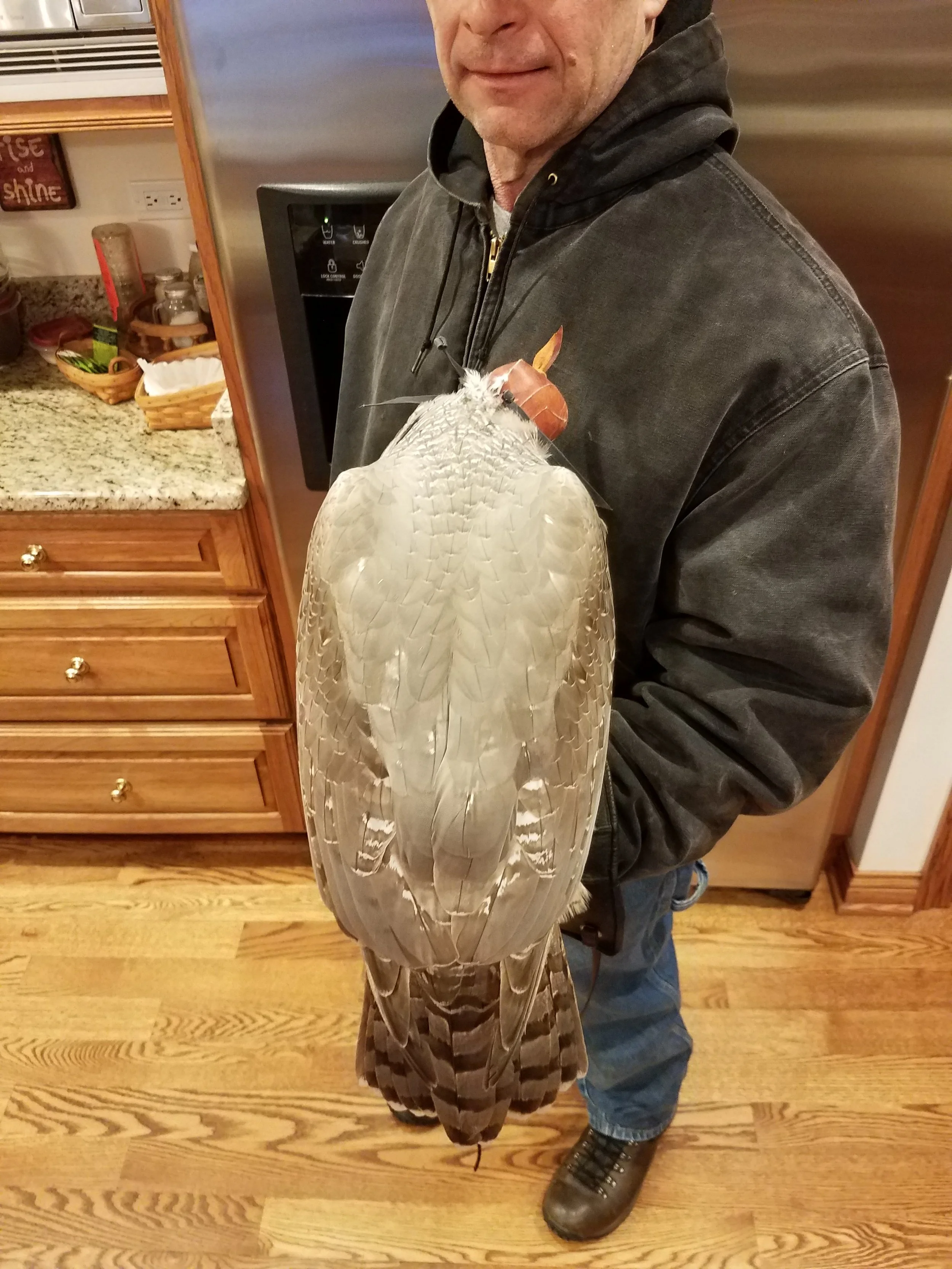 Frank's Goshawks. Falconry. Breeding. Hunting. Hawks. Siberian Goshawk. 