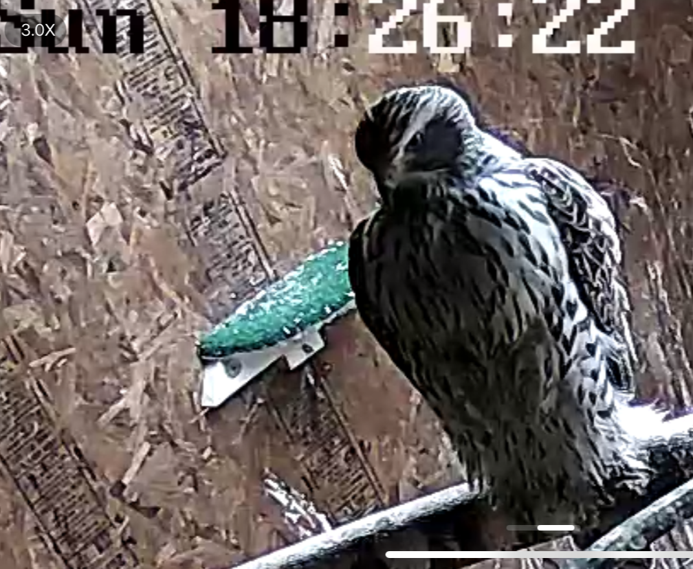 Frank's Goshawks. Falconry. Breeding. Hunting. Hawks. Siberian Goshawk. 
