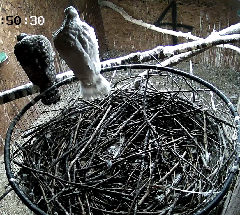 Frank's Goshawks. Falconry. Breeding. Hunting. Hawks. Siberian Goshawk. 