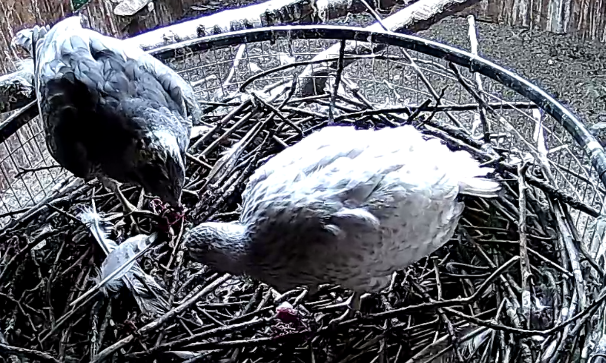 Frank's Goshawks. Falconry. Breeding. Hunting. Hawks. Siberian Goshawk. 