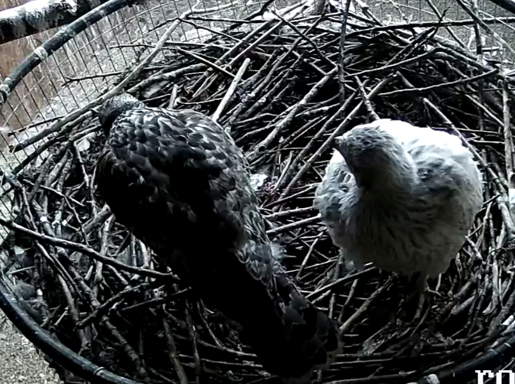 Frank's Goshawks. Falconry. Breeding. Hunting. Hawks. Siberian Goshawk. 