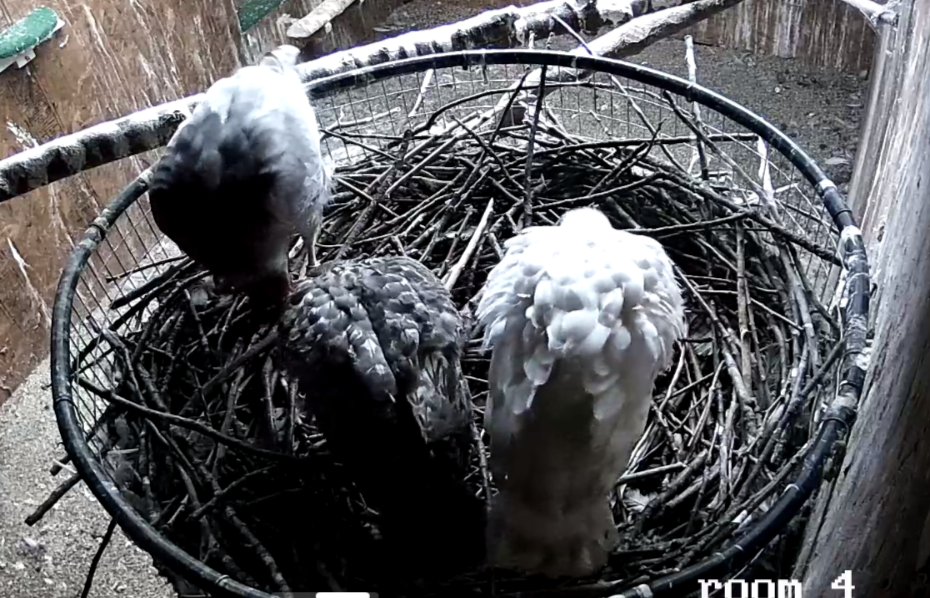 Frank's Goshawks. Falconry. Breeding. Hunting. Hawks. Siberian Goshawk. 