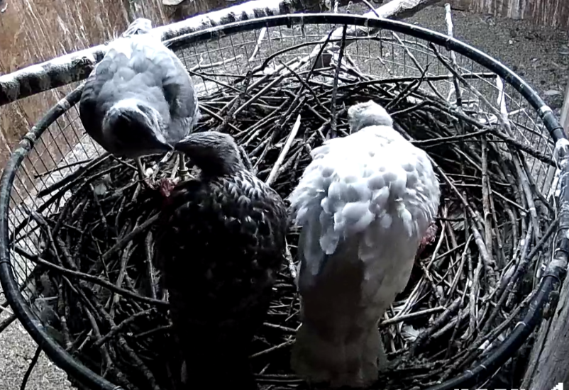 Frank's Goshawks. Falconry. Breeding. Hunting. Hawks. Siberian Goshawk. 