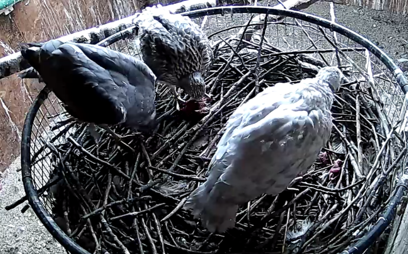 Frank's Goshawks. Falconry. Breeding. Hunting. Hawks. Siberian Goshawk. 