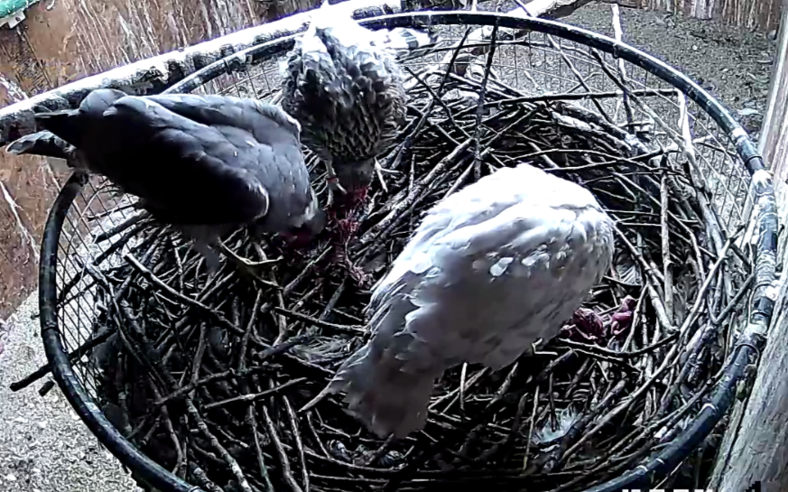 Frank's Goshawks. Falconry. Breeding. Hunting. Hawks. Siberian Goshawk. 