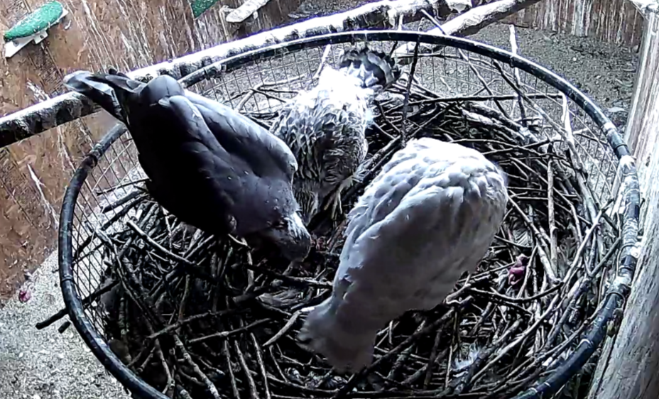 Frank's Goshawks. Falconry. Breeding. Hunting. Hawks. Siberian Goshawk. 