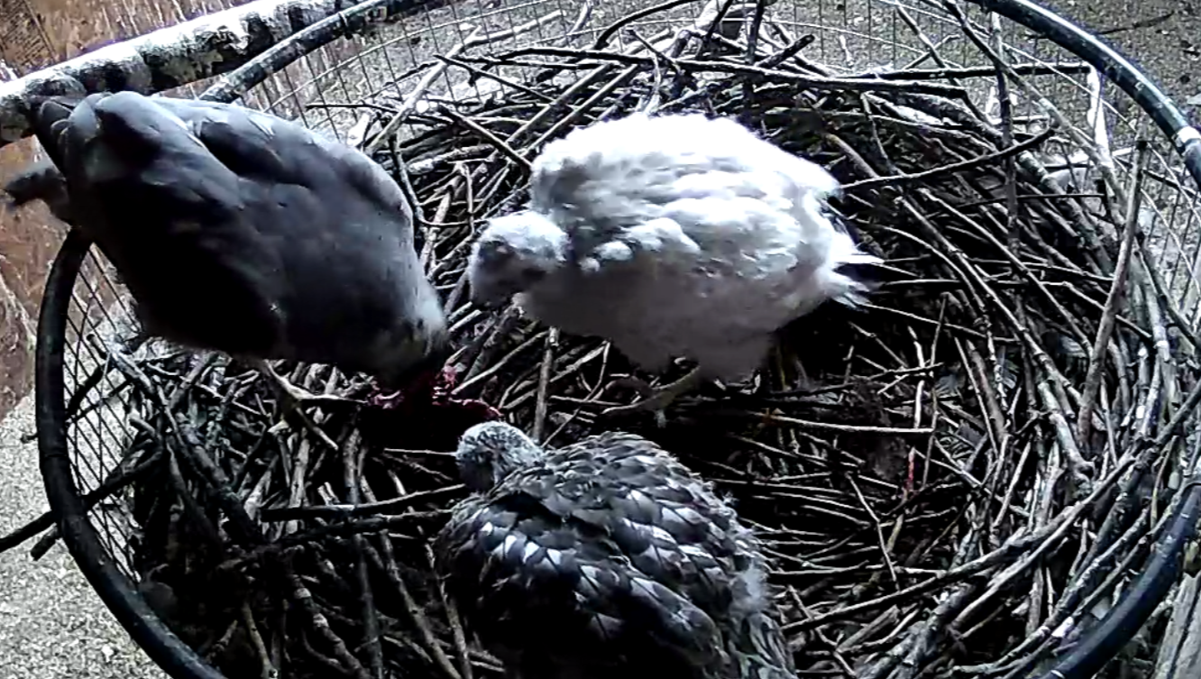 Frank's Goshawks. Falconry. Breeding. Hunting. Hawks. Siberian Goshawk. 