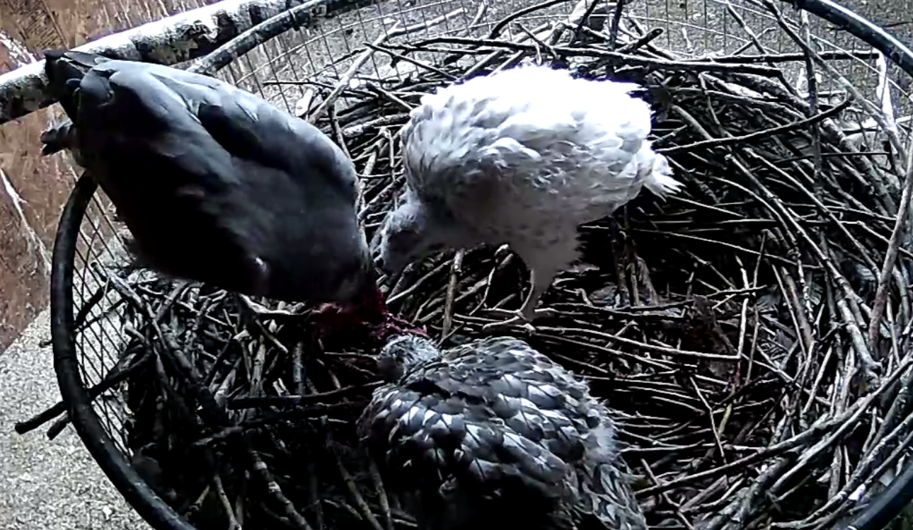 Frank's Goshawks. Falconry. Breeding. Hunting. Hawks. Siberian Goshawk. 
