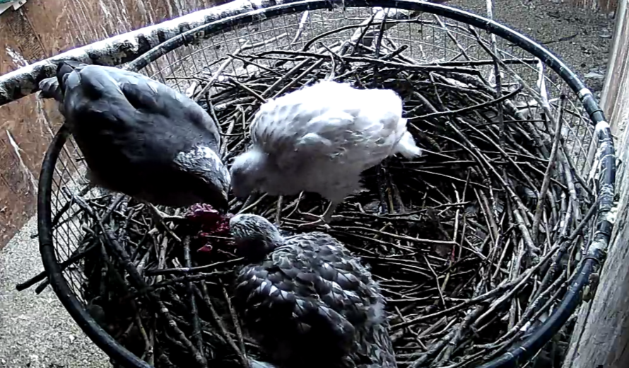 Frank's Goshawks. Falconry. Breeding. Hunting. Hawks. Siberian Goshawk. 