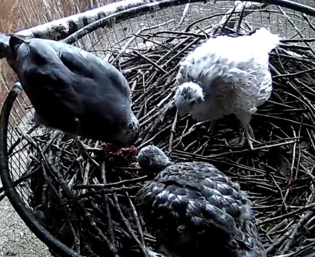 Frank's Goshawks. Falconry. Breeding. Hunting. Hawks. Siberian Goshawk.