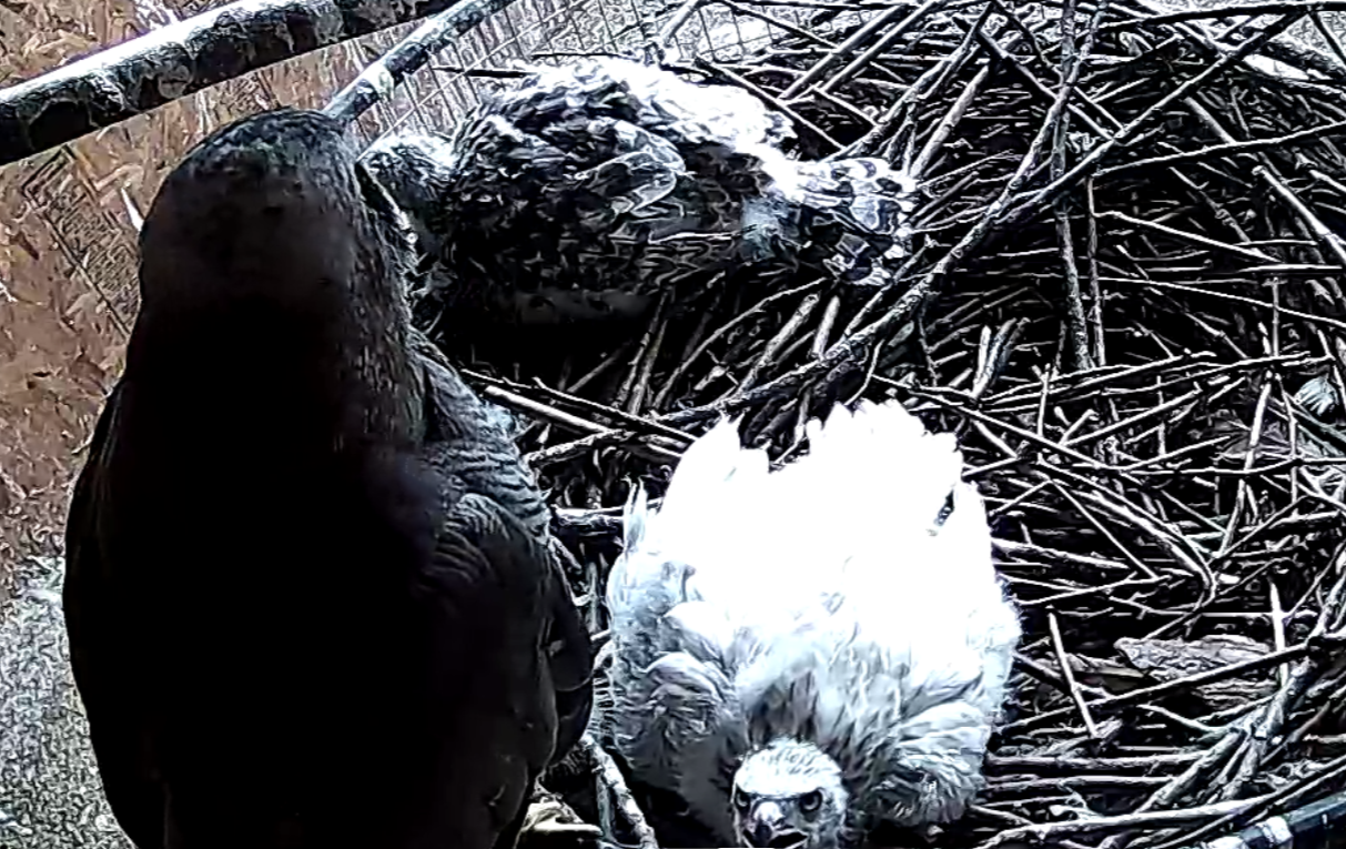 Frank's Goshawks. Falconry. Breeding. Hunting. Hawks. Siberian Goshawk. 