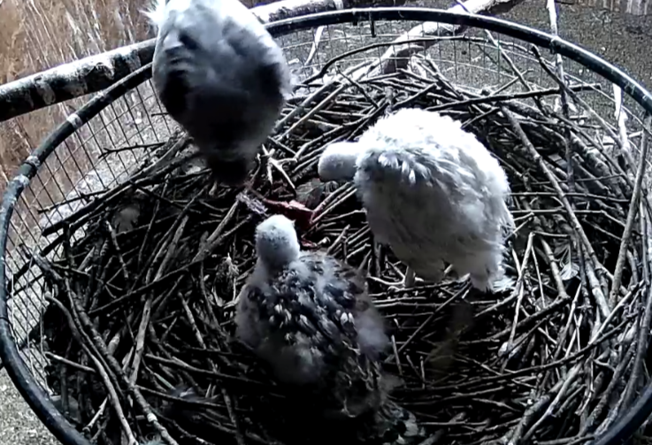 Frank's Goshawks. Falconry. Breeding. Hunting. Hawks. Siberian Goshawk. 
