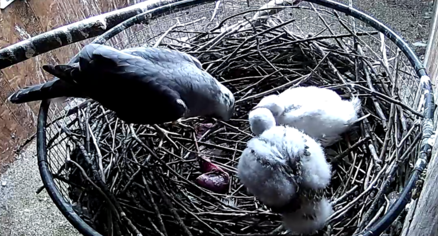 Frank's Goshawks. Falconry. Breeding. Hunting. Hawks. Siberian Goshawk. 