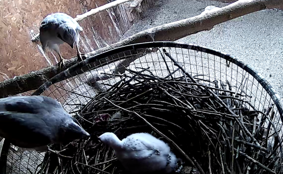 Frank's Goshawks. Falconry. Breeding. Hunting. Hawks. Siberian Goshawk.