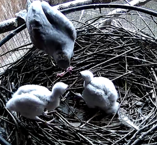 Frank's Goshawks. Falconry. Breeding. Hunting. Hawks. Siberian Goshawk. 
