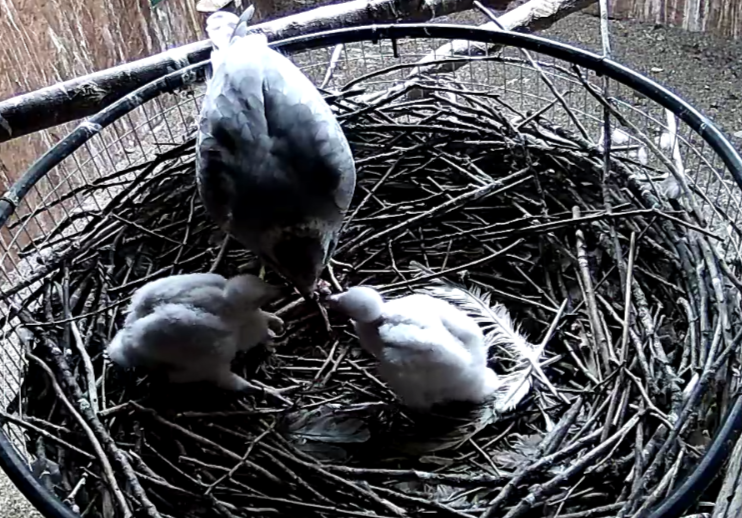 Frank's Goshawks. Falconry. Breeding. Hunting. Hawks. Siberian Goshawk.