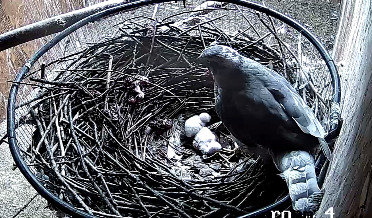 Frank's Goshawks. Falconry. Breeding. Hunting. Hawks. Siberian Goshawk. 