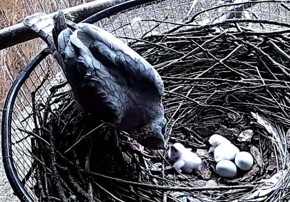 Frank's Goshawks. Falconry. Breeding. Hunting. Hawks. Siberian Goshawk. 