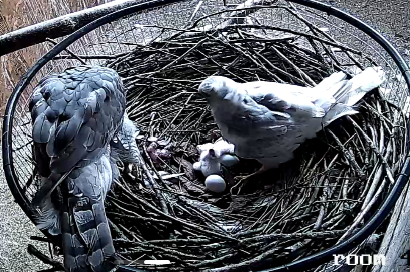 Frank's Goshawks. Falconry. Breeding. Hunting. Hawks. Siberian Goshawk.
