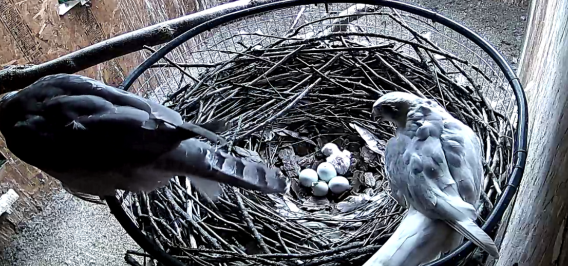 Frank's Goshawks. Falconry. Breeding. Hunting. Hawks. Siberian Goshawk. 