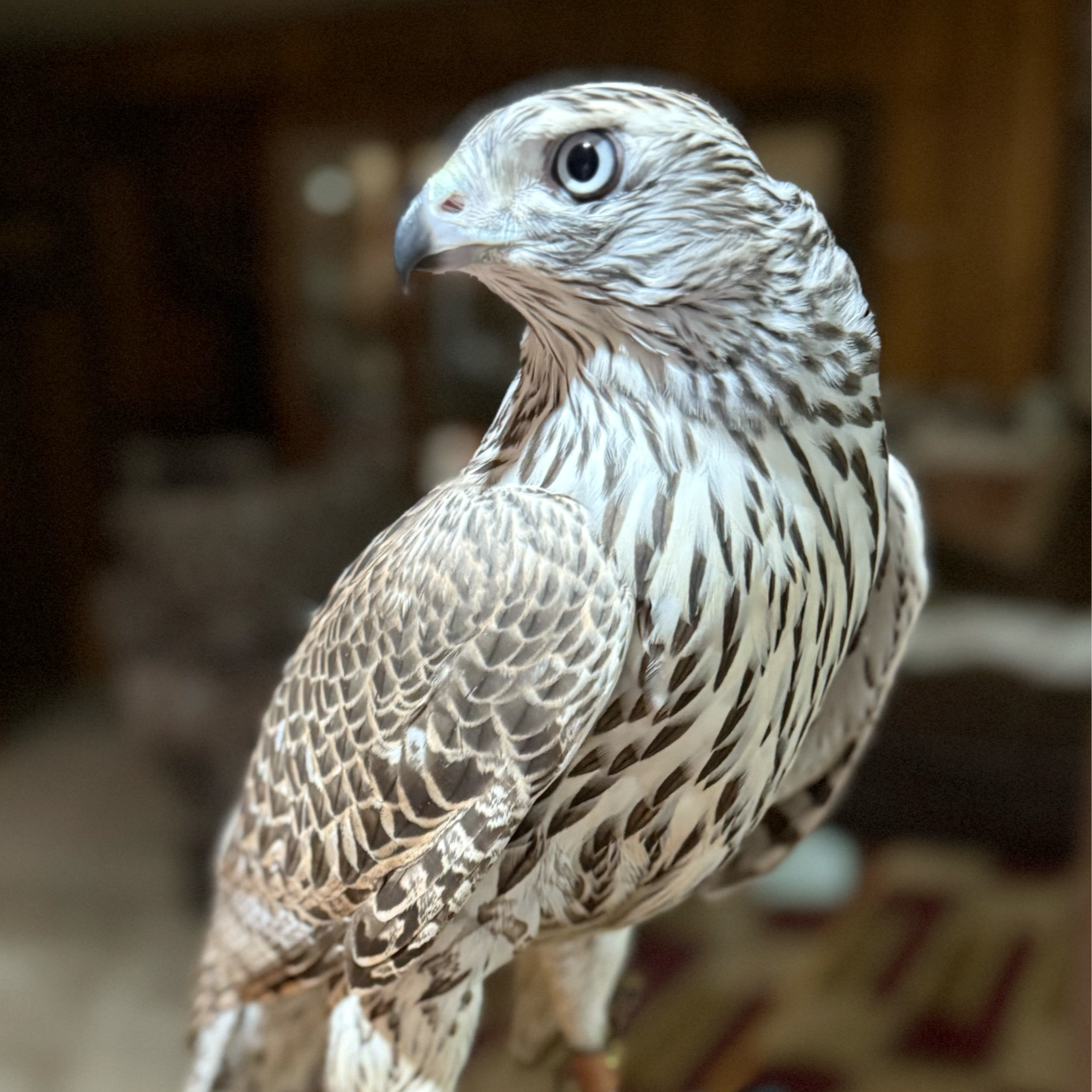 Frank's Goshawks. Falconry. Breeding. Hunting. Hawks. Siberian Goshawk. 
