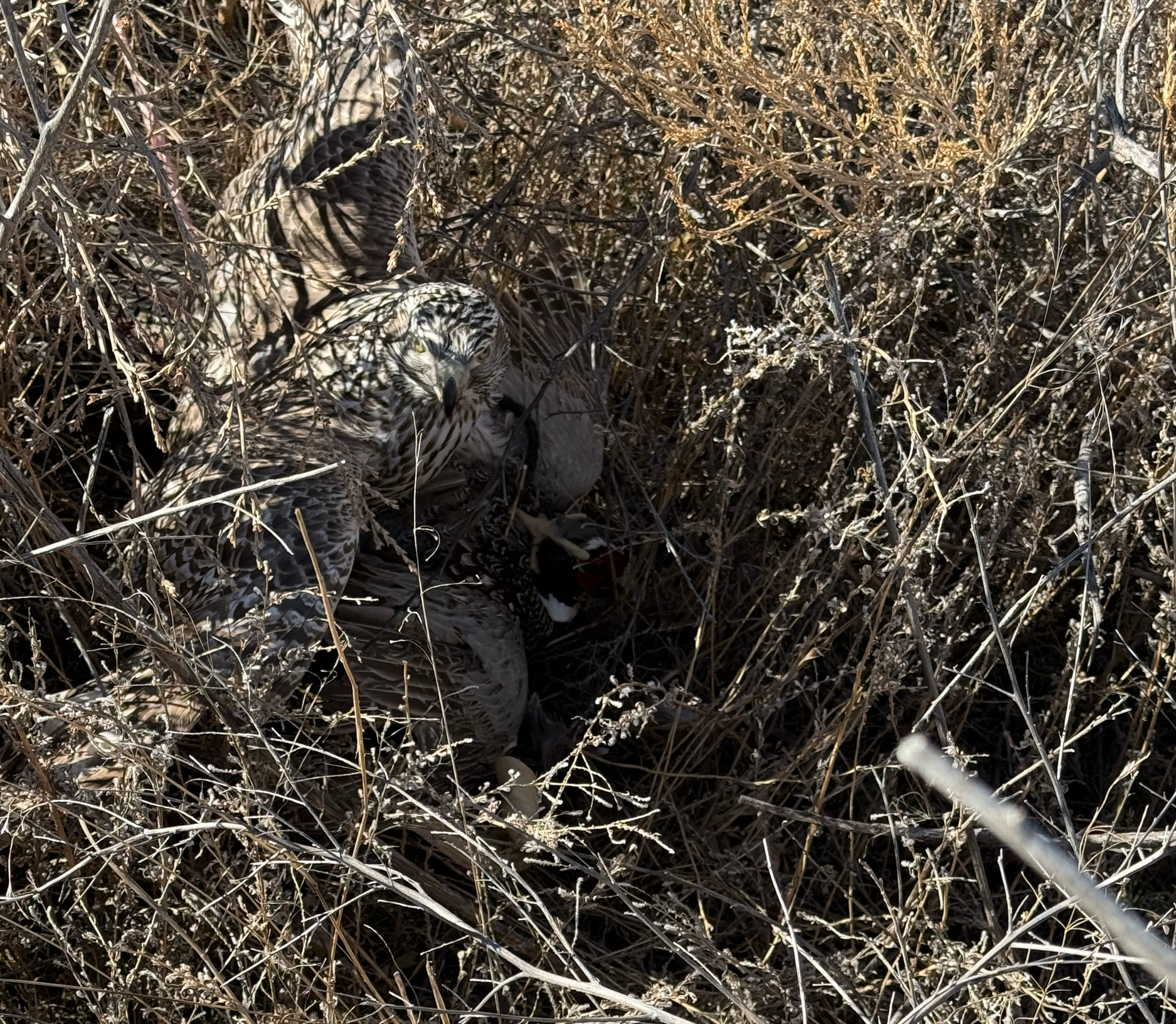 Frank's Goshawks. Falconry. Breeding. Hunting. Hawks. Siberian Goshawk. 