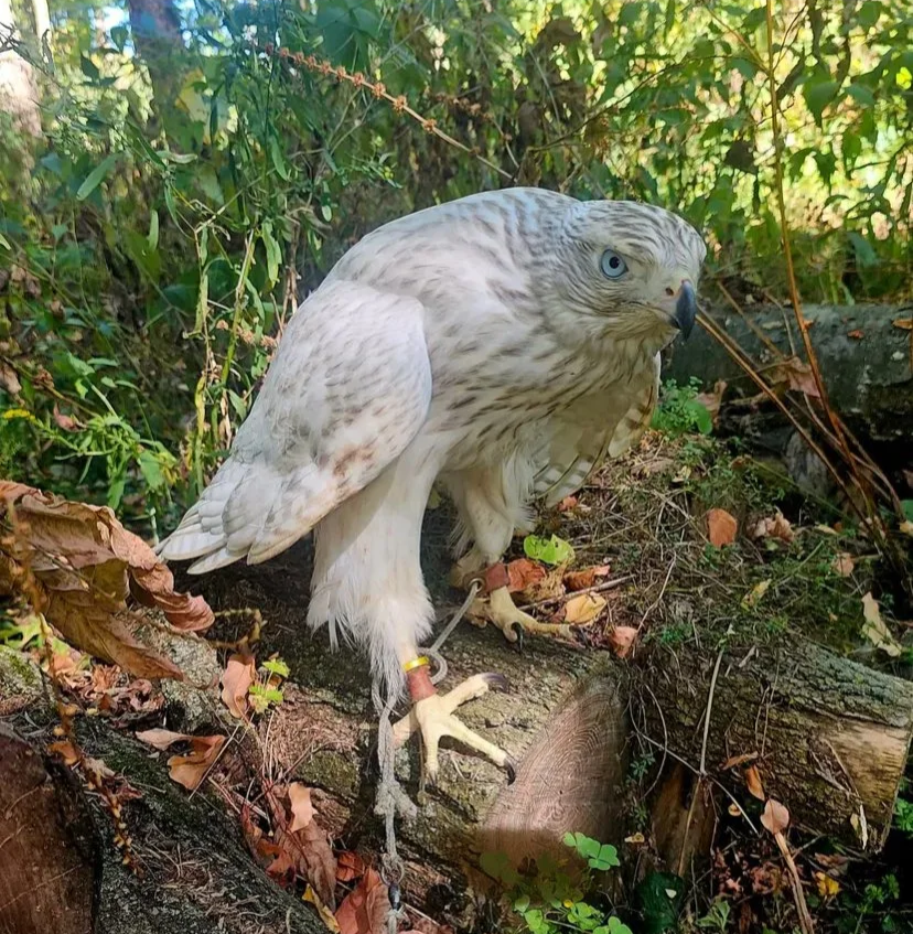 Frank's Goshawks. Falconry. Breeding. Hunting. Hawks. Siberian Goshawk. 