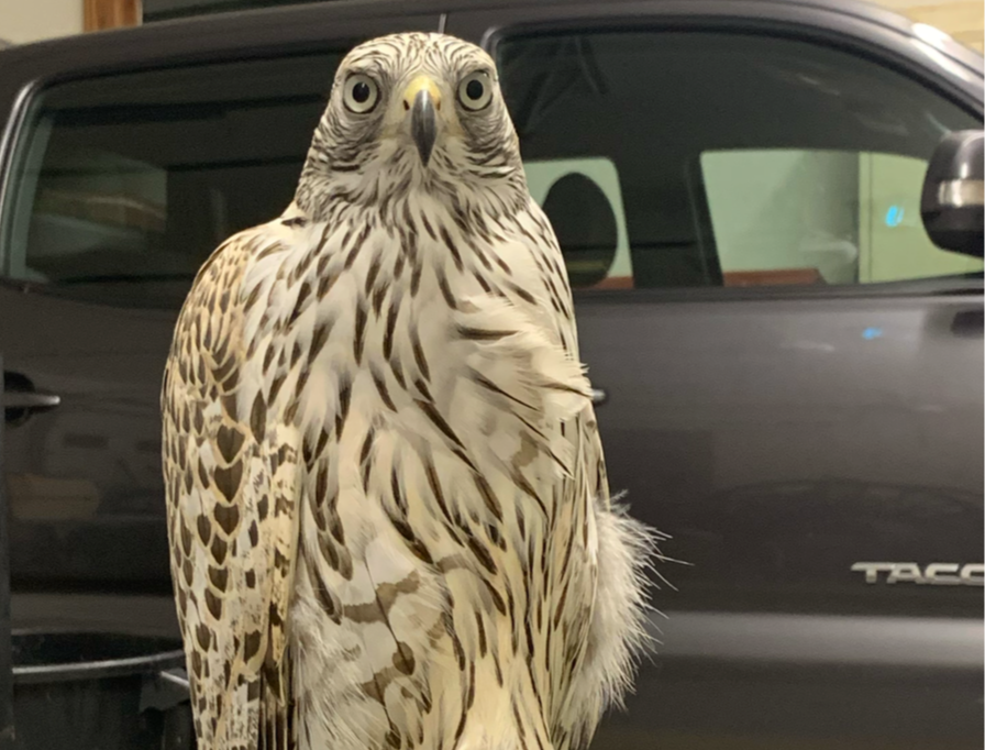 Frank's Goshawks. Falconry. Breeding. Hunting. Hawks. Siberian Goshawk. 