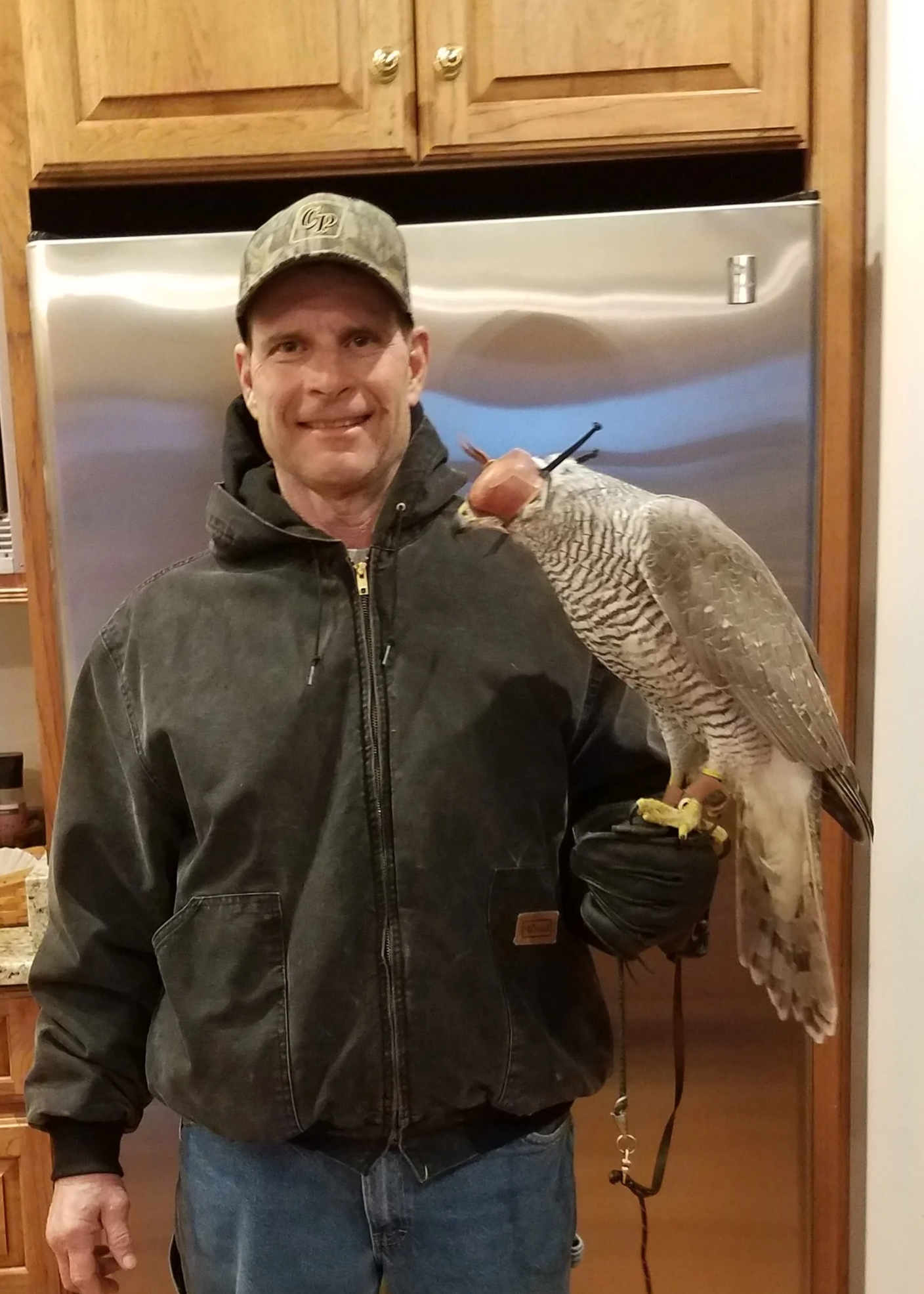 Frank's Goshawks. Falconry. Breeding. Hunting. Hawks. Siberian Goshawk. 