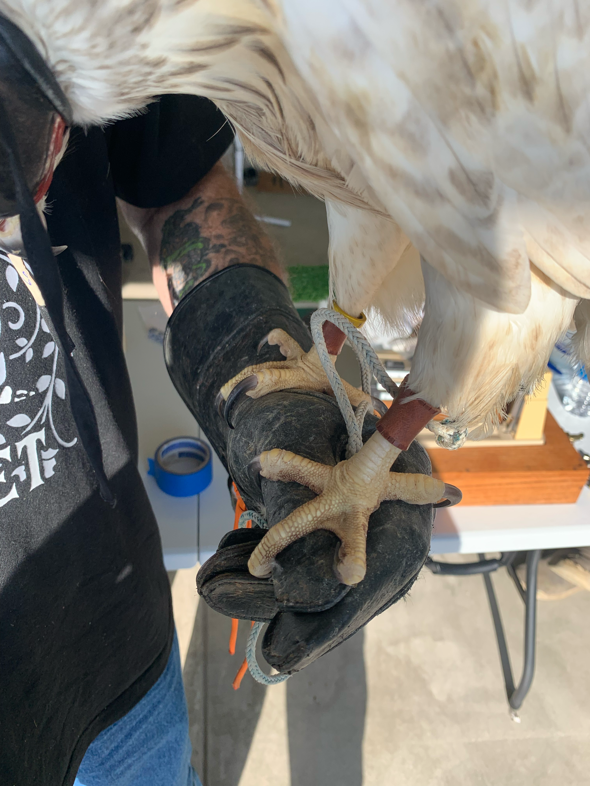 Frank's Goshawks. Falconry. Breeding. Hunting. Hawks. Siberian Goshawk. 