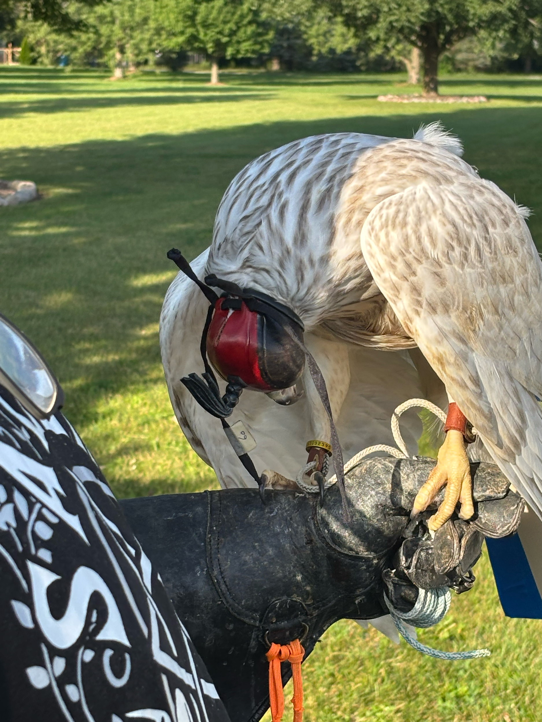 Frank's Goshawks. Falconry. Breeding. Hunting. Hawks. Siberian Goshawk. 