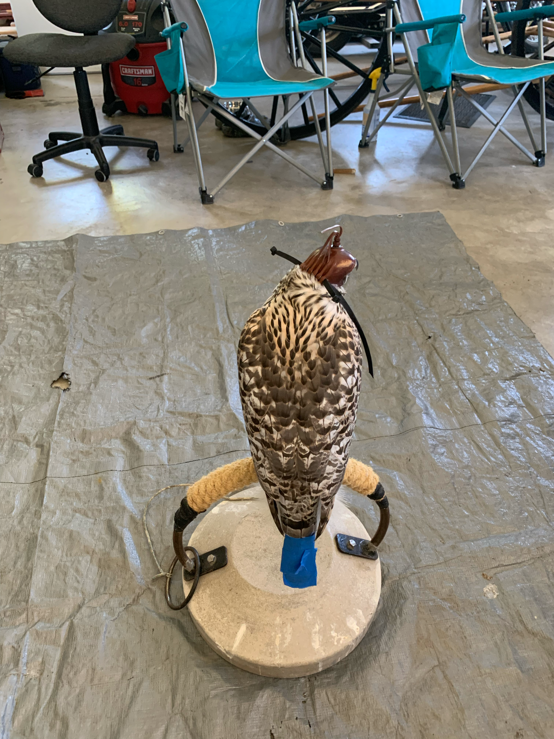 Frank's Goshawks. Falconry. Breeding. Hunting. Hawks. Siberian Goshawk. 