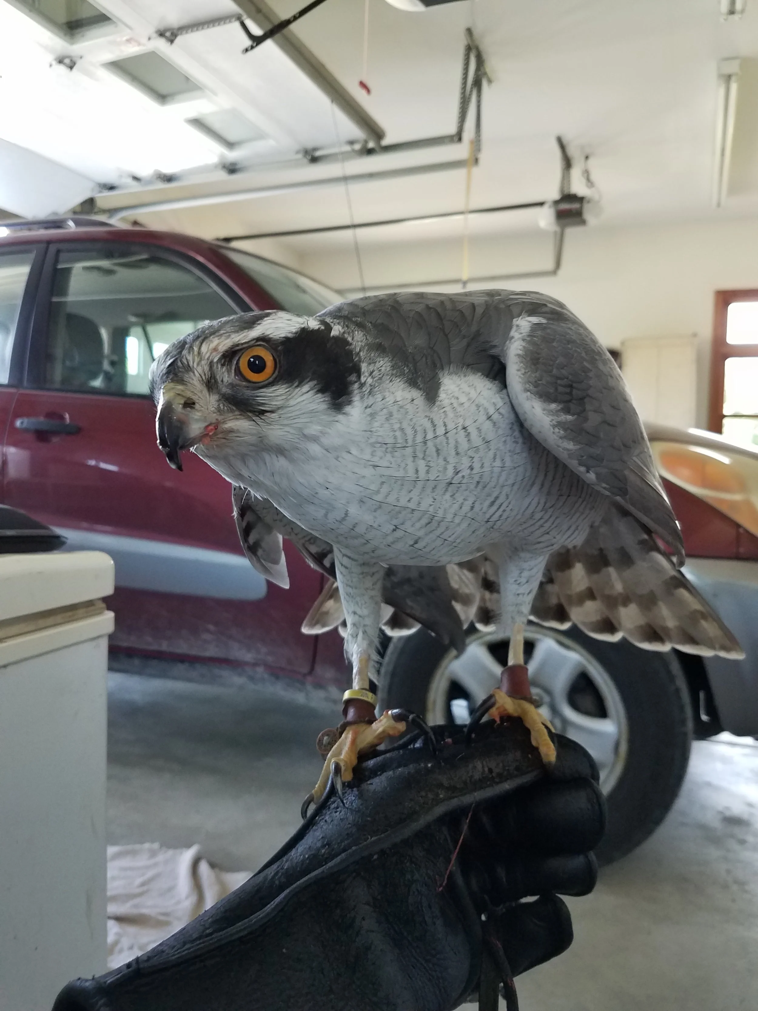 Frank's Goshawks. Falconry. Breeding. Hunting. Hawks. Siberian Goshawk. 