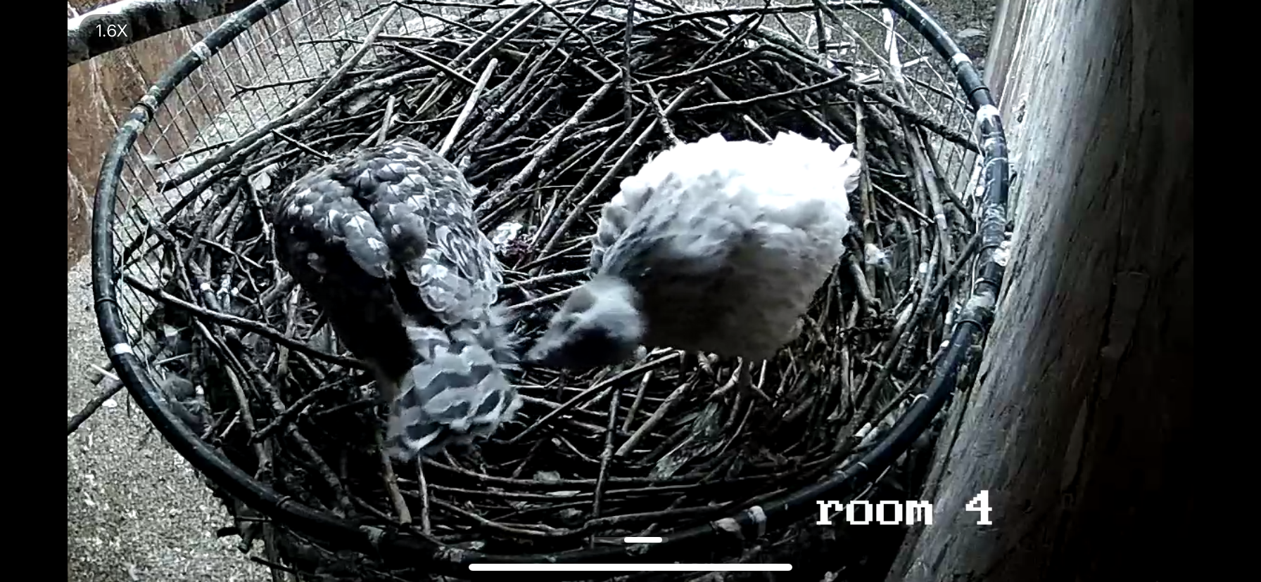 Frank's Goshawks. Falconry. Breeding. Hunting. Hawks. Siberian Goshawk. 
