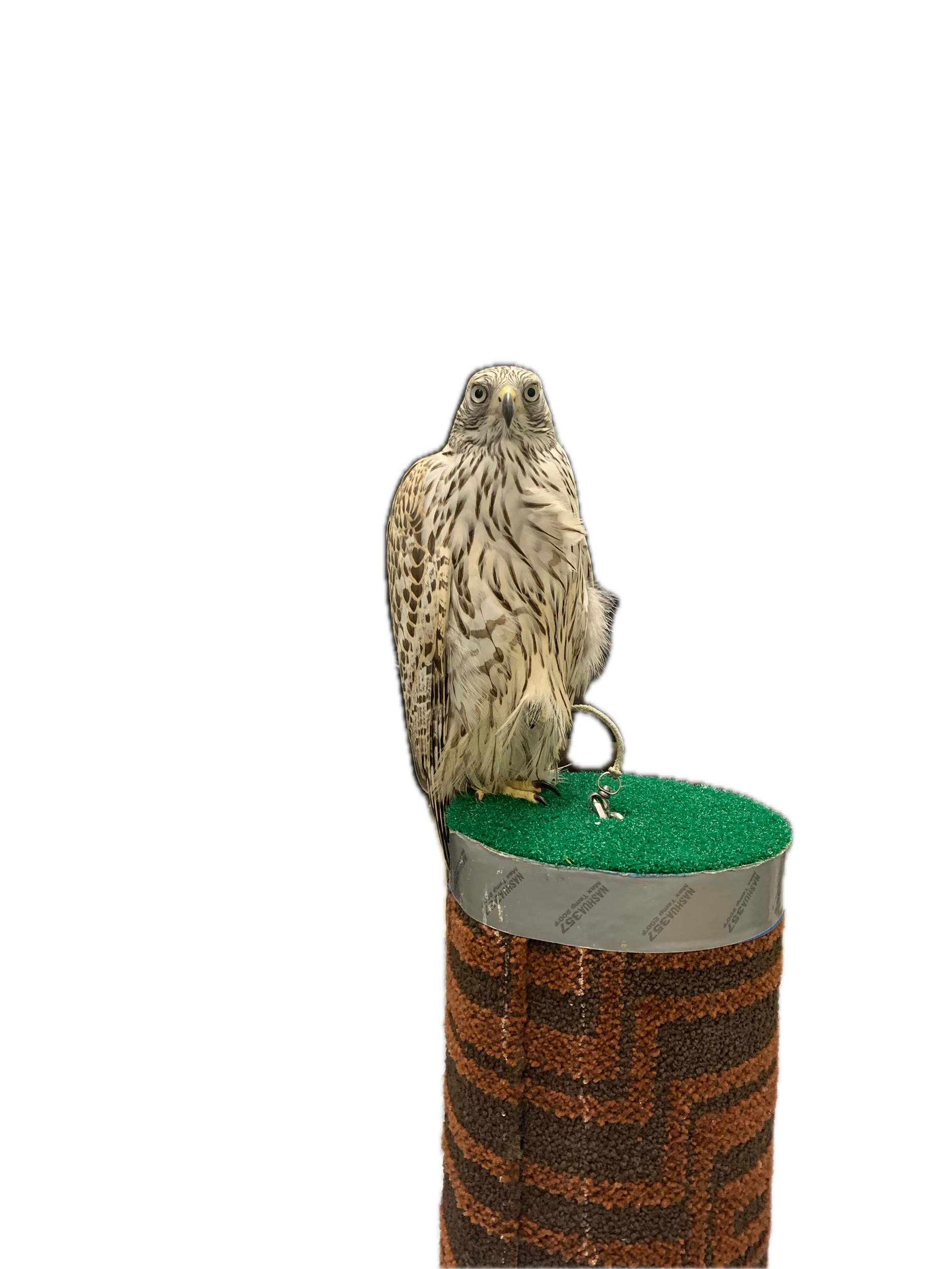 Frank's Goshawks. Falconry. Breeding. Hunting. Hawks. Siberian Goshawk.