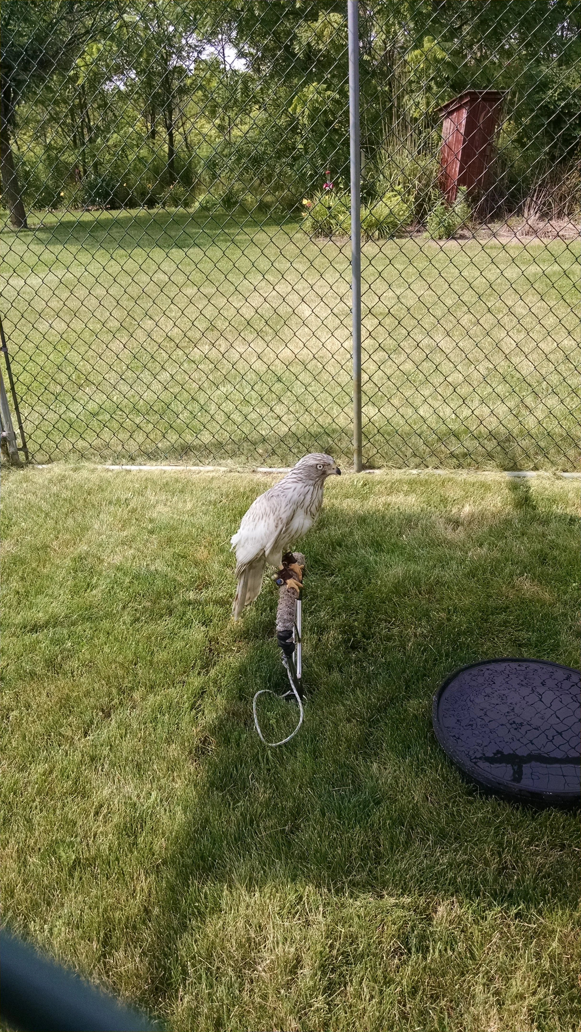 Frank's Goshawks. Falconry. Breeding. Hunting. Hawks. Siberian Goshawk. 