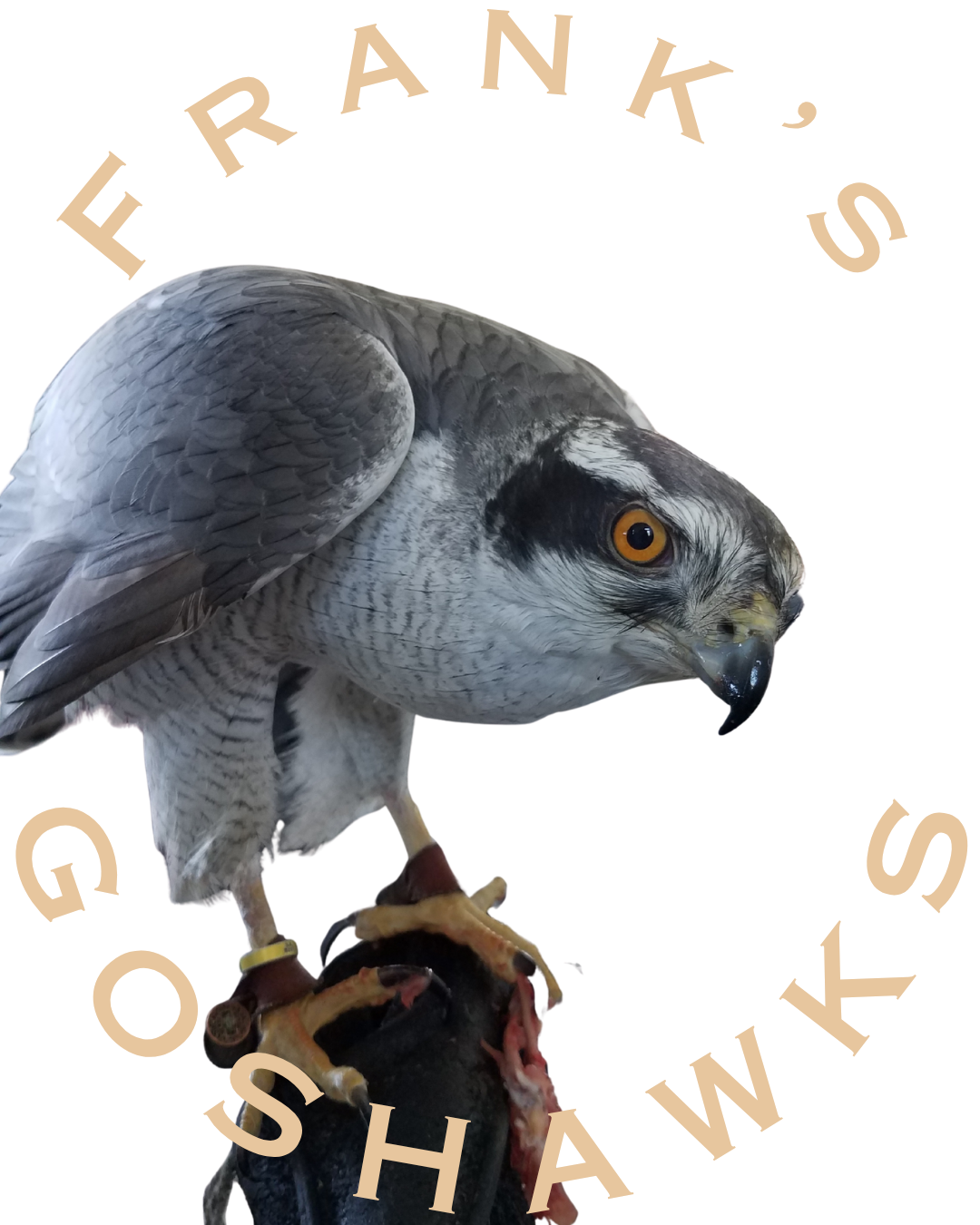 Frank's Goshawks. Falconry. Breeding. Hunting. Hawks. Siberian Goshawk.