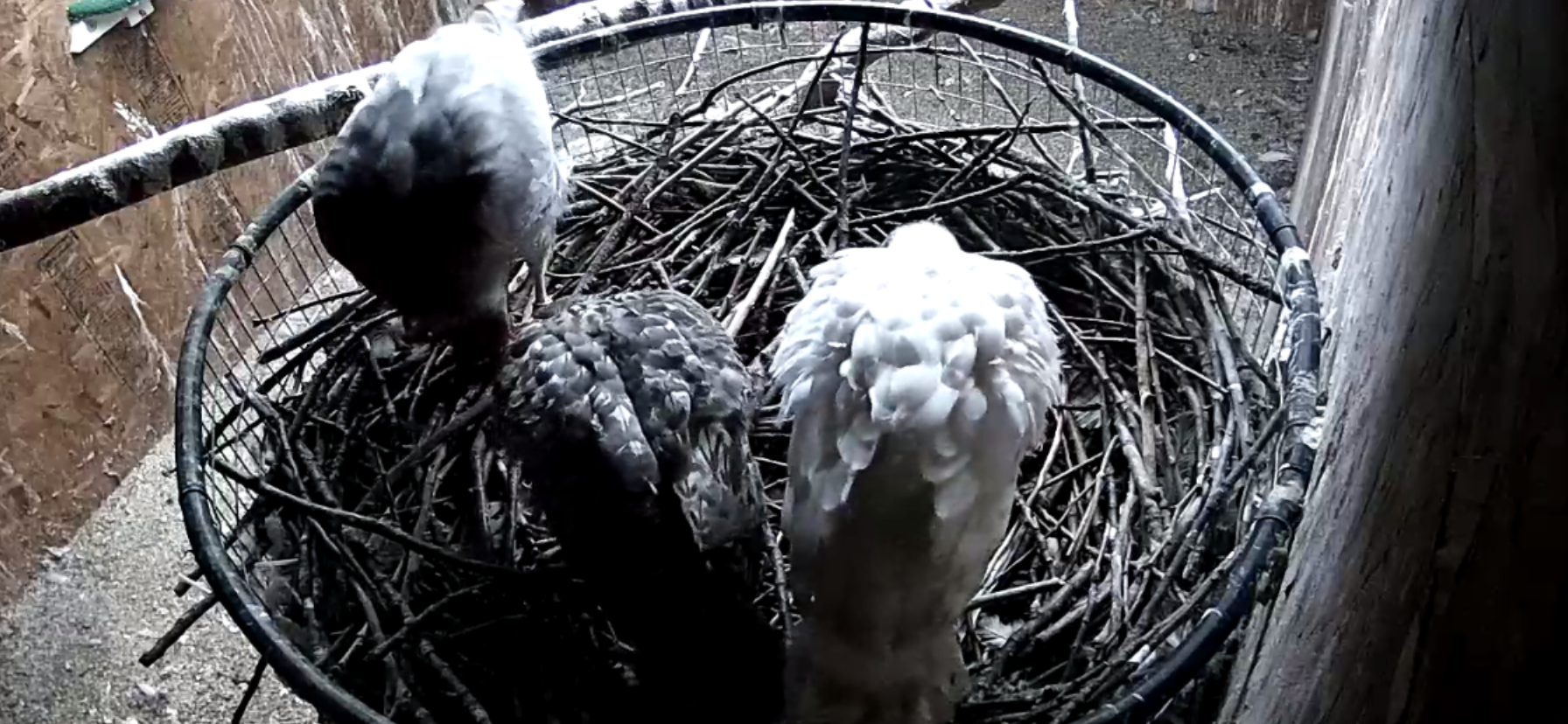 Frank's Goshawks. Falconry. Breeding. Hunting. Hawks. Siberian Goshawk. 