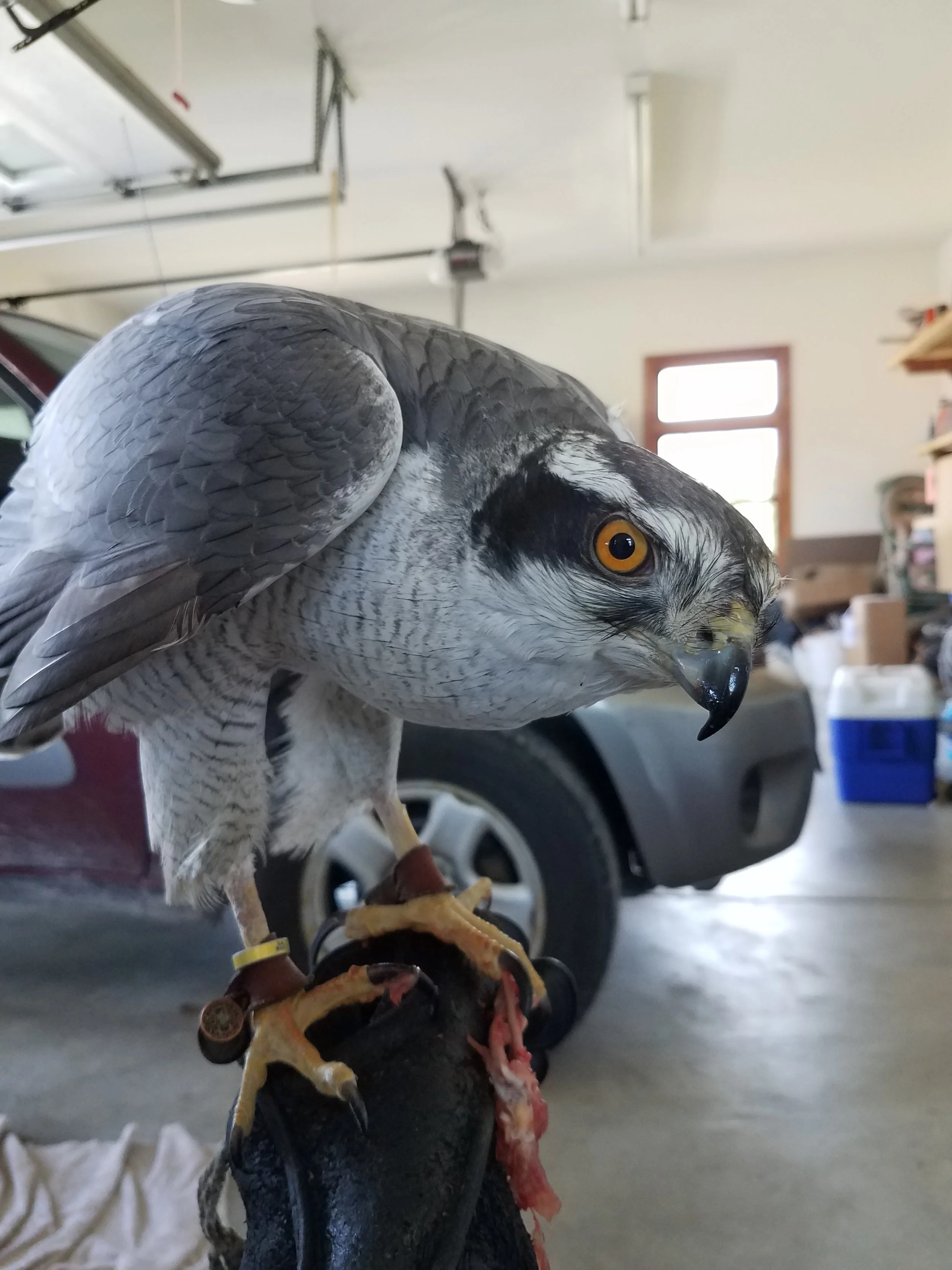 Frank's Goshawks. Falconry. Breeding. Hunting. Hawks. Siberian Goshawk. 