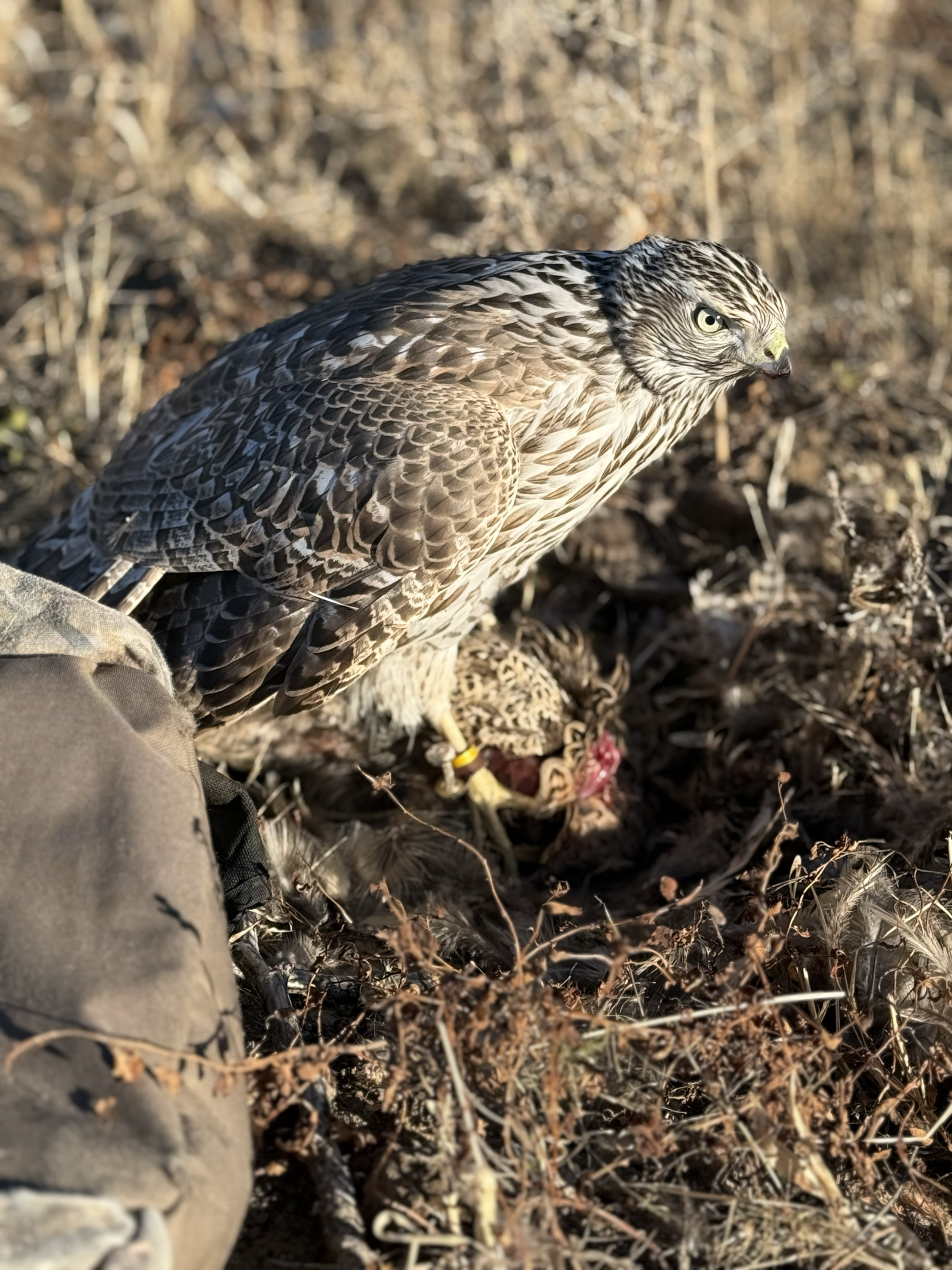 Frank's Goshawks. Falconry. Breeding. Hunting. Hawks. Siberian Goshawk. 