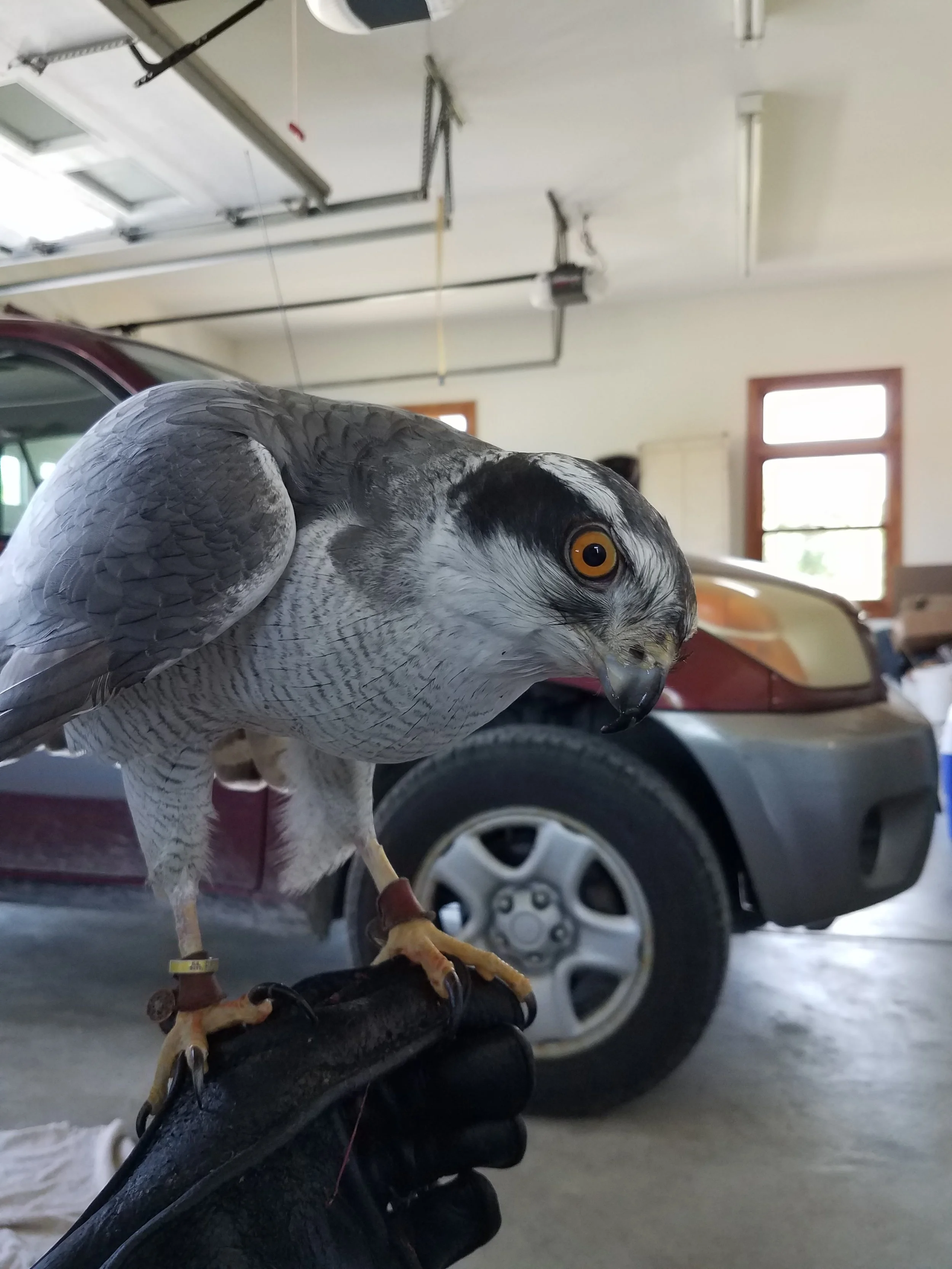 Frank's Goshawks. Falconry. Breeding. Hunting. Hawks. Siberian Goshawk. 