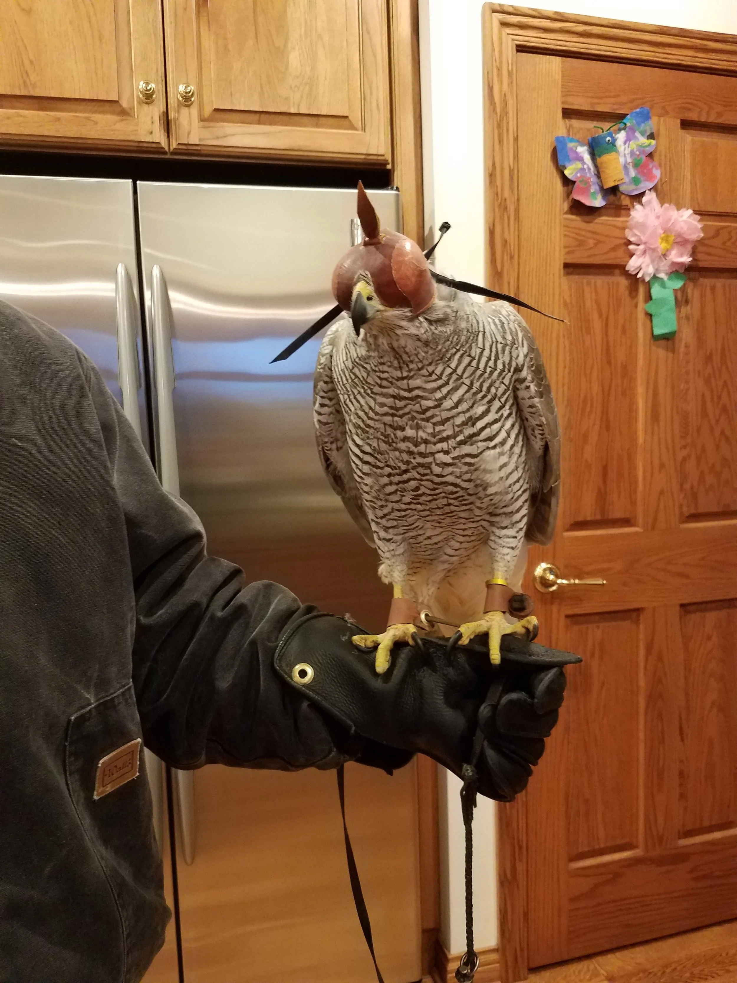 Frank's Goshawks. Falconry. Breeding. Hunting. Hawks. Siberian Goshawk. 